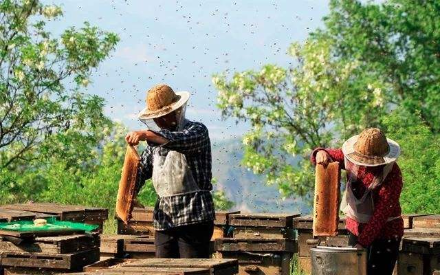 【蜂蜜价格】土蜂蜜价格大概多少钱一斤？
