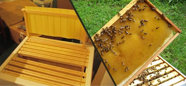 蜜蜂巢础有什么作用？