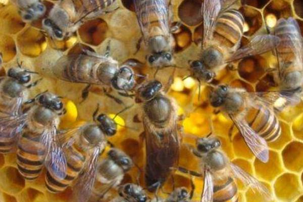 采蜜的蜂有哪些品种（采蜜的蜂种介绍）