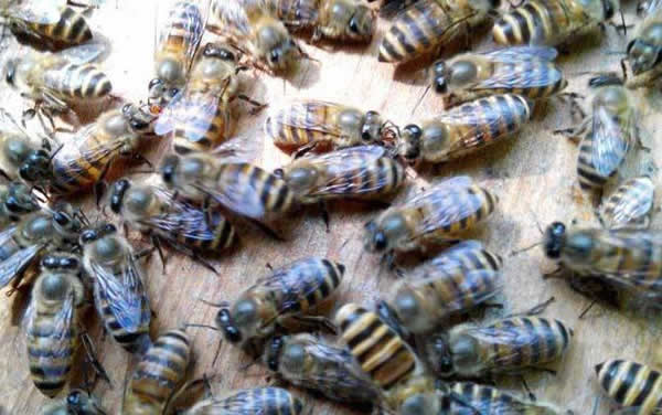 【蜜蜂知识】常见的中蜂王品种