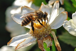 蜜蜂养殖管理技术秘诀和心得体会（蜜蜂养殖三大原则）