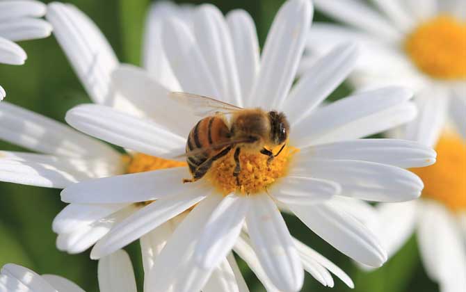 蜜蜂是采花粉还是吸花蜜（蜜蜂采的是花蜜还是花粉）