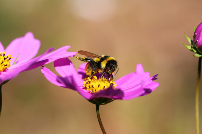 【蜜蜂知识】东北黑蜂的生活习性