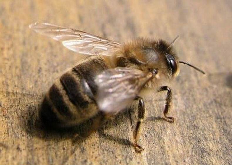 雄蜂的作用是什么