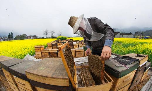 蜜蜂养殖入门教程（新手养蜂入门技术）