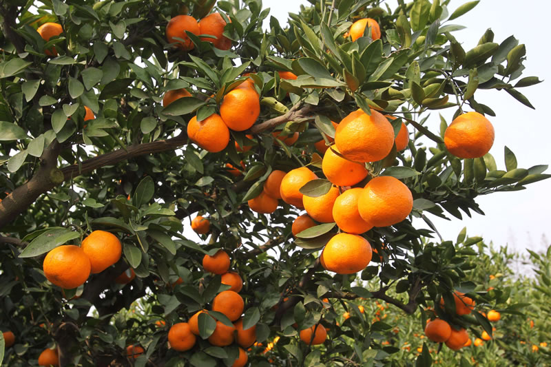 冬天成熟的水果有哪些（冬季生长的6种应季成熟水果）