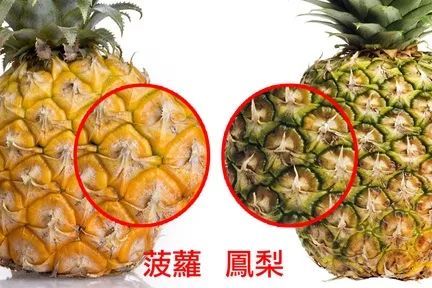 菠萝和凤梨有什么区别（菠萝和凤梨的区分方法）