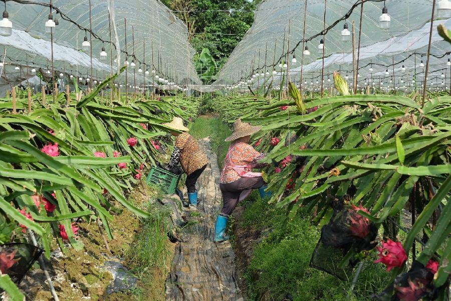 火龙果是热带水果吗（火龙果高产栽培技术）
