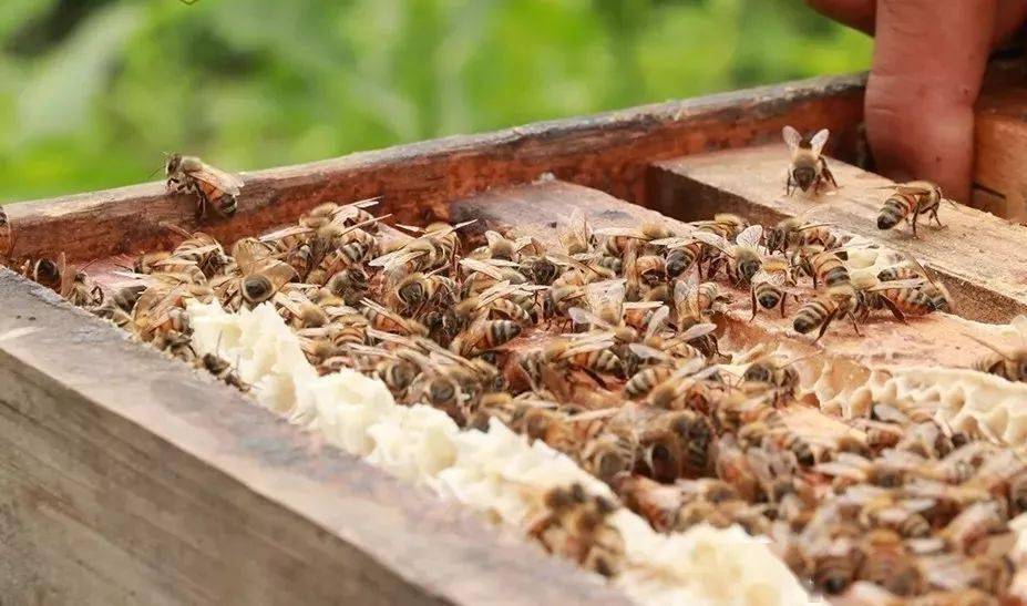 夏季养蜂是否盖薄膜