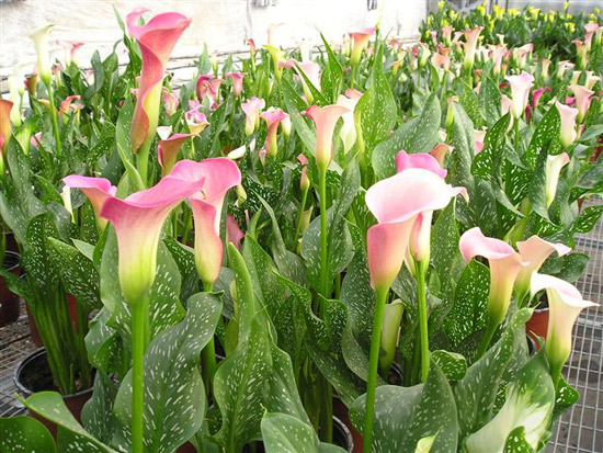 马蹄莲能放在卧室吗（马蹄花植物介绍）