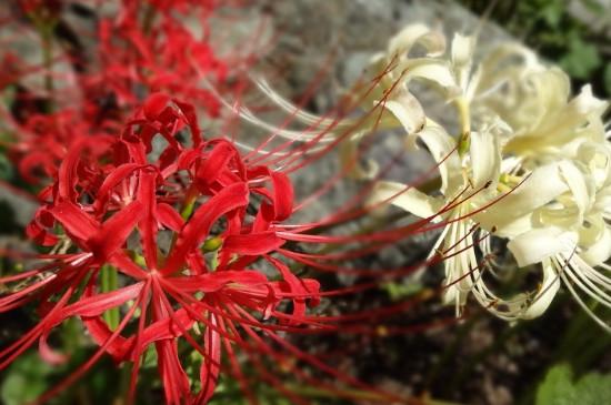 彼岸花的寓意和花语是什么（彼岸花的象征意义和特殊含义）