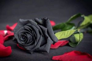 黑玫瑰的花语是什么（黑玫瑰的花语和寓意）